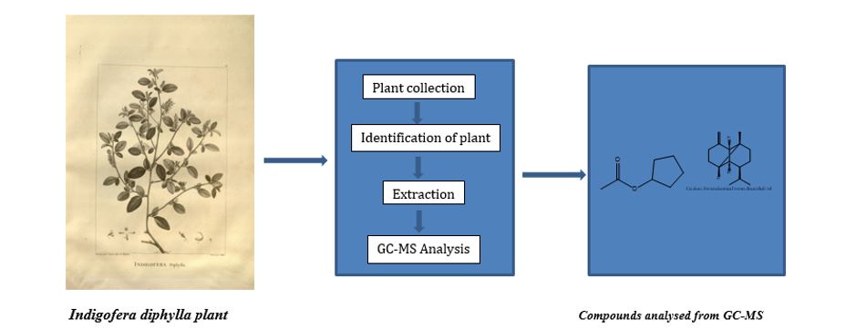 Phytochemical and Gas Chromatography-Mass Spectrometry (GC-MS) Analysis of Ethyl Acetate Root Extract of Indigofera Diphylla 