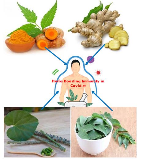 Herbs Boosting Immunity in Covid-19: An Overview 