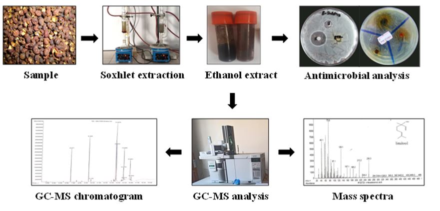 Geographical Distribution Effect on Phytoconstituents Variation of Nepalese Zanthoxylum armatum Fruit Extract and Their Antimicrobial Properties 